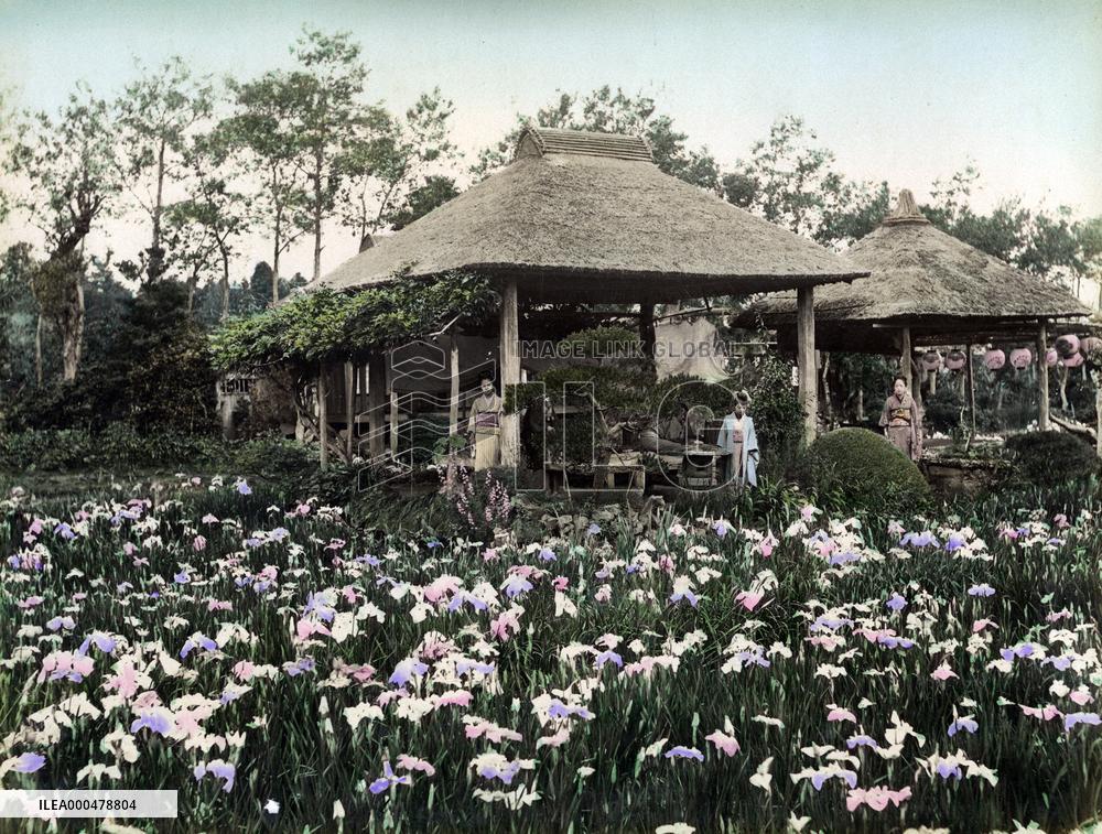 Iris flowers at Horikiri, Tokyo