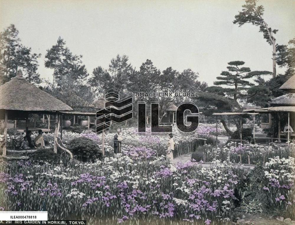 Iris garden in Horikiri, Tokio