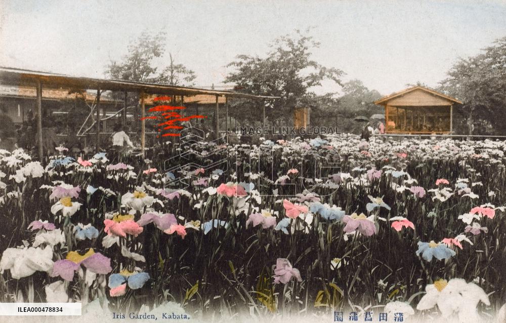 Iris Garden, Kamata, Tokyo, Japan     Date: circa 1905