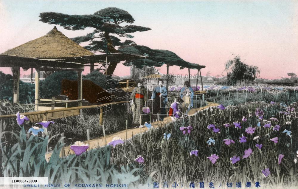 The Iris Flower Garden, Horikiri, Tokyo, Japan