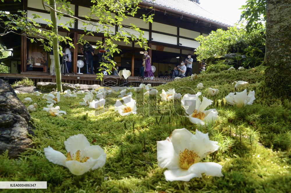 Japanese stewartia at Kyoto temple