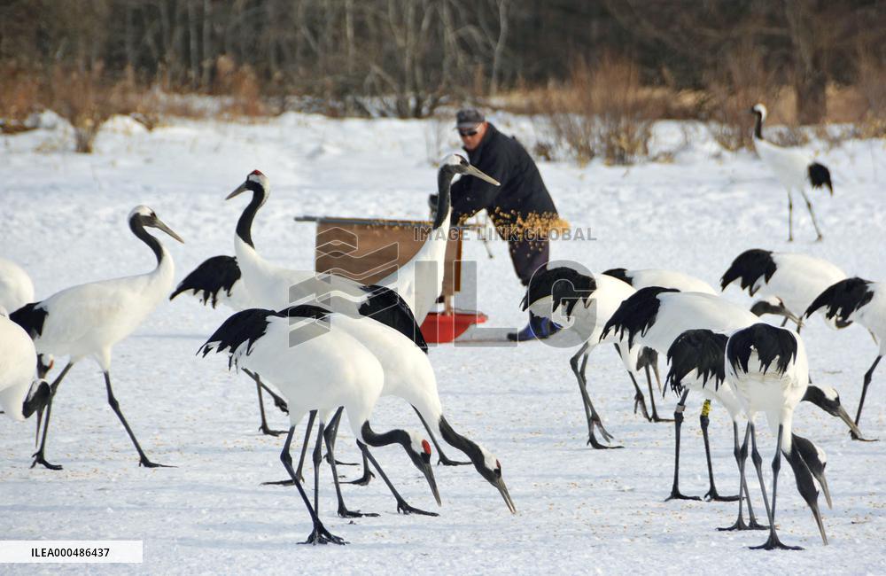 Red-crowned cranes in northern Japan
