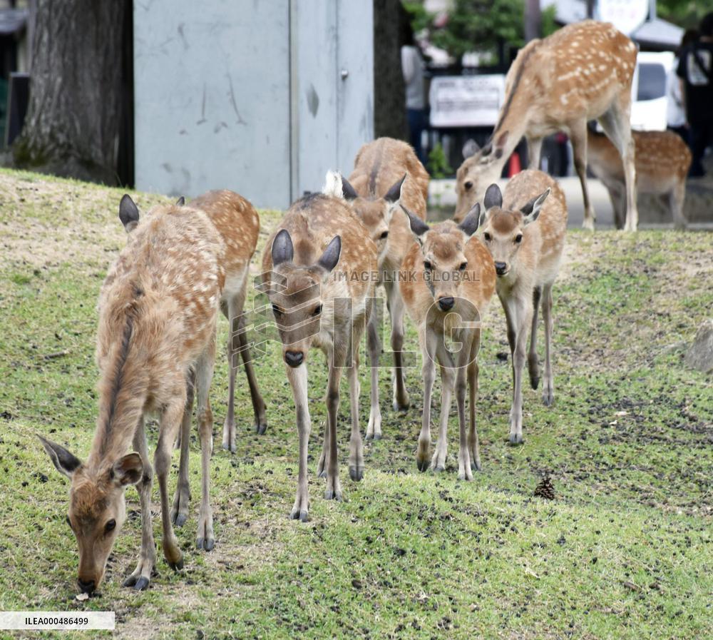 Deer in Nara