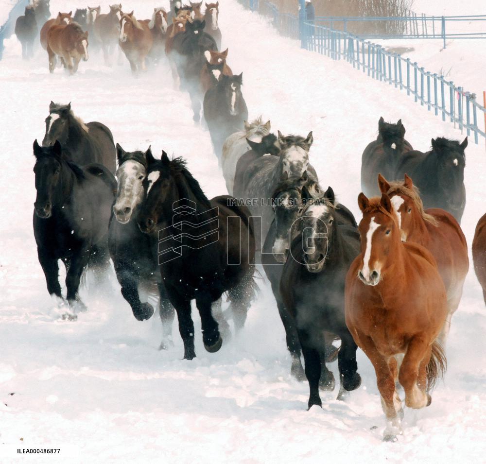 Horses in snow