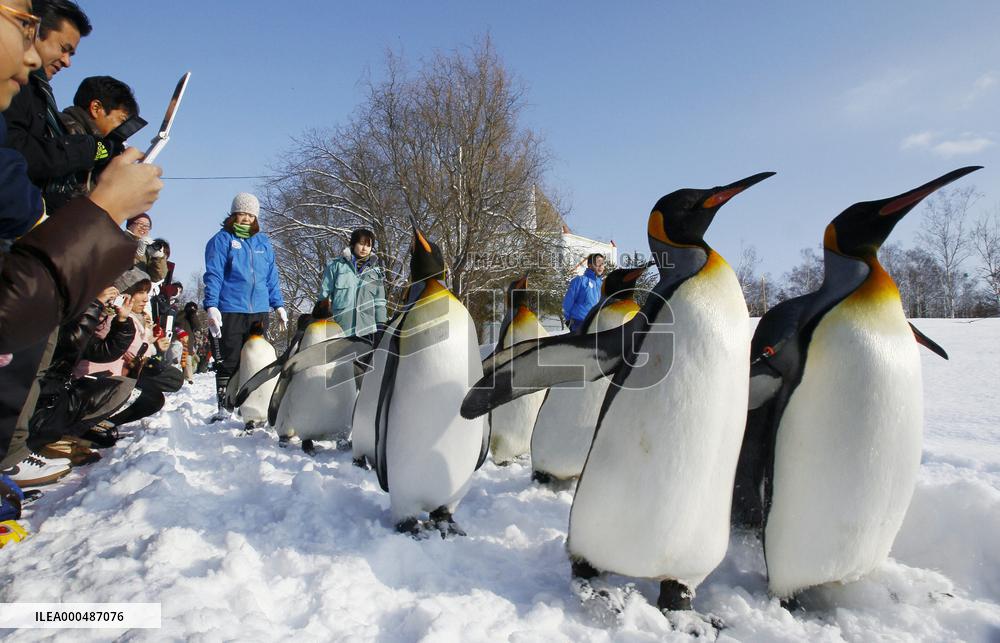 Season's penguin marching begins at zoo