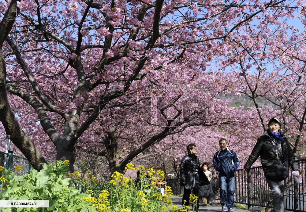 Cherry blossoms in Kawazu