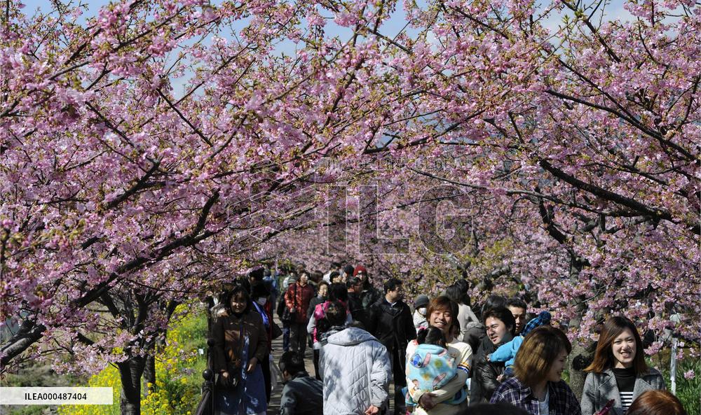 Cherry blossoms in Kawazu