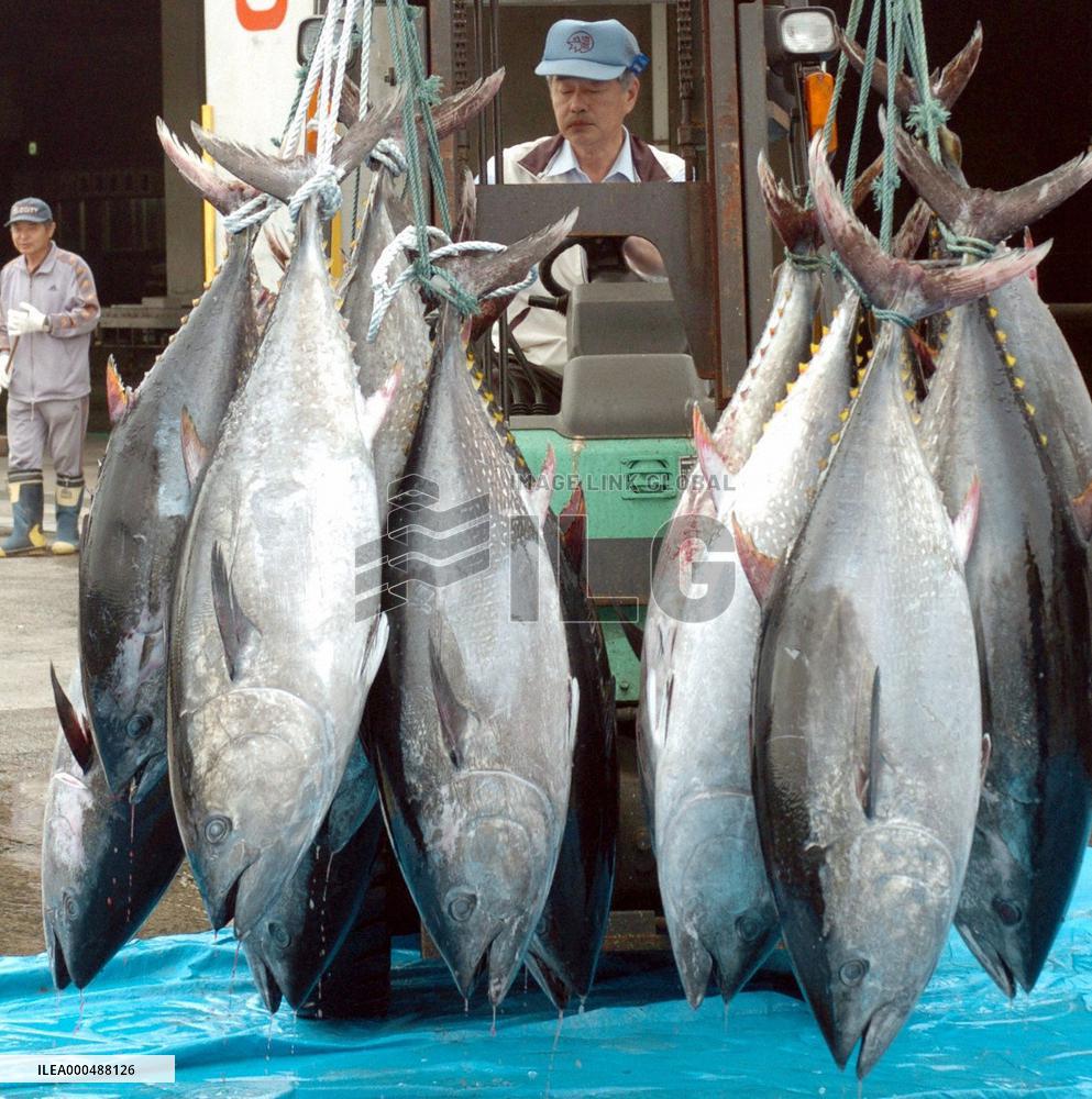 Bluefin tuna imports from S. Korea increasing