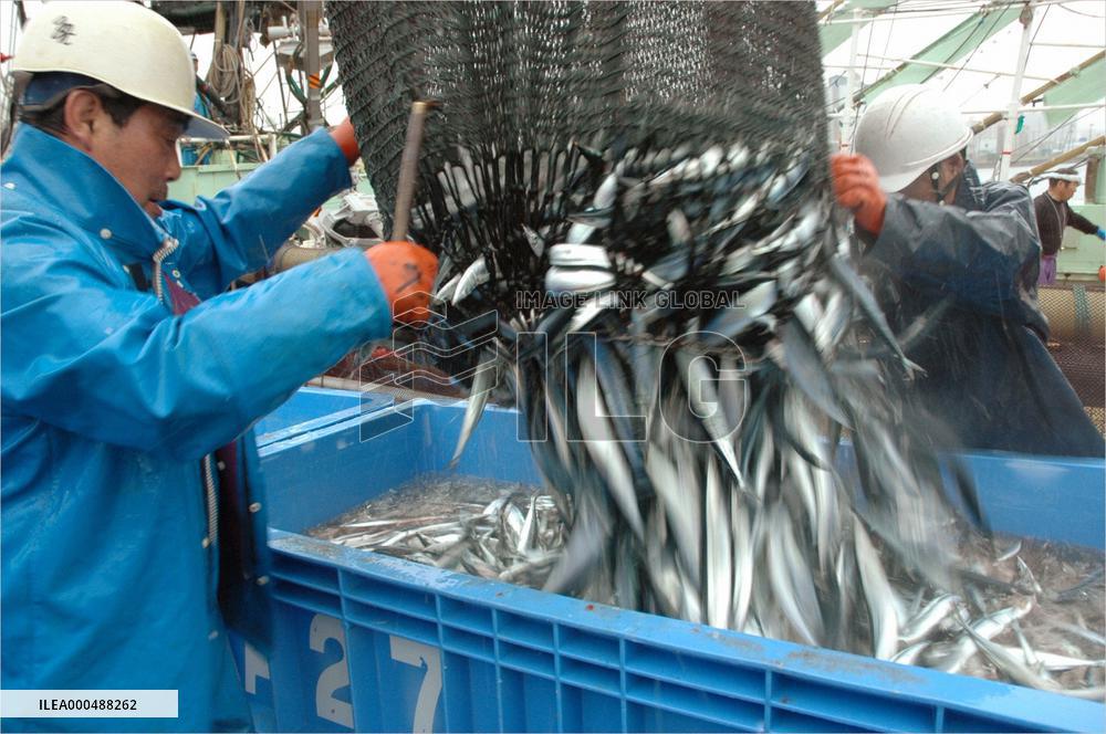 Poor catch of saury