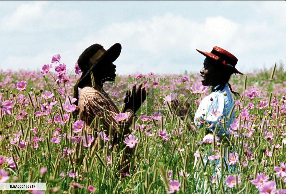THE COLOUR PURPLE