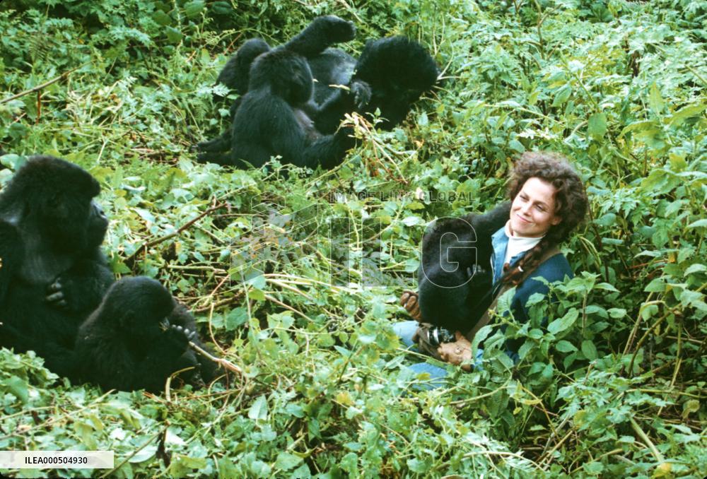 GORILLAS IN THE MIST