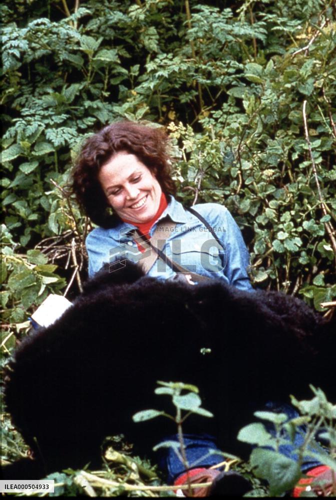 GORILLAS IN THE MIST