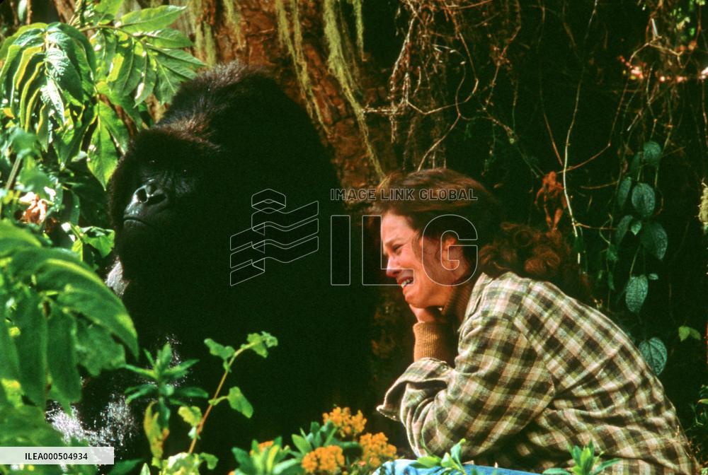 GORILLAS IN THE MIST