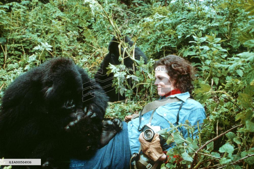 GORILLAS IN THE MIST