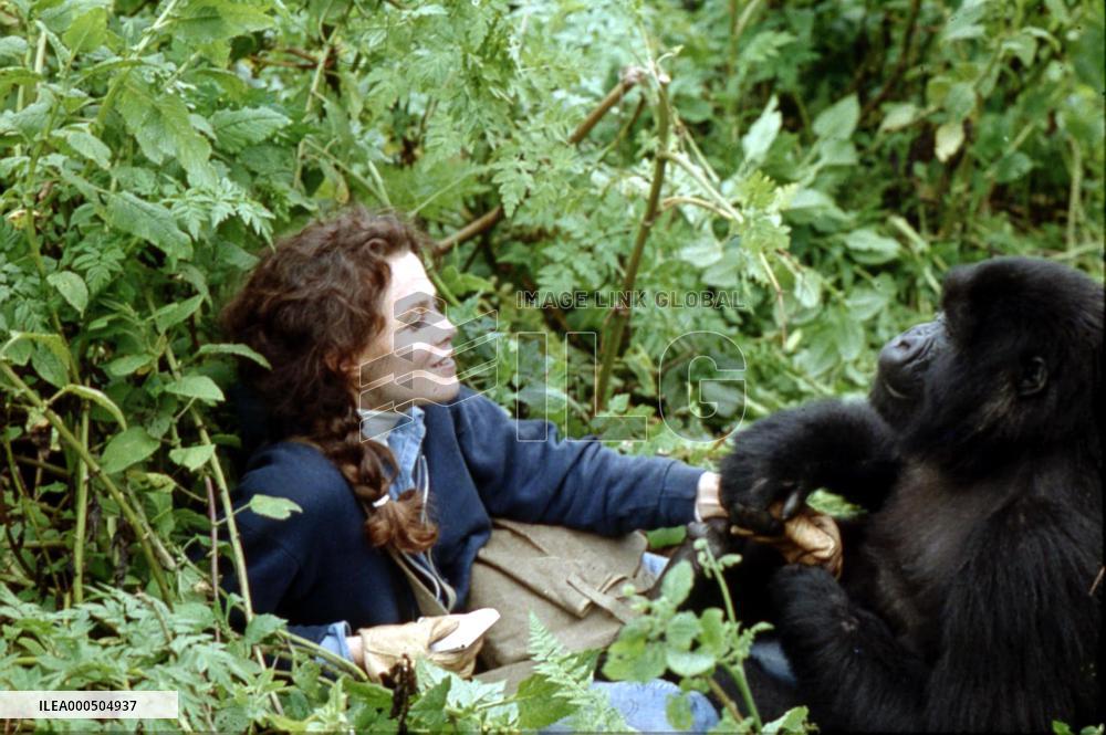 GORILLAS IN THE MIST