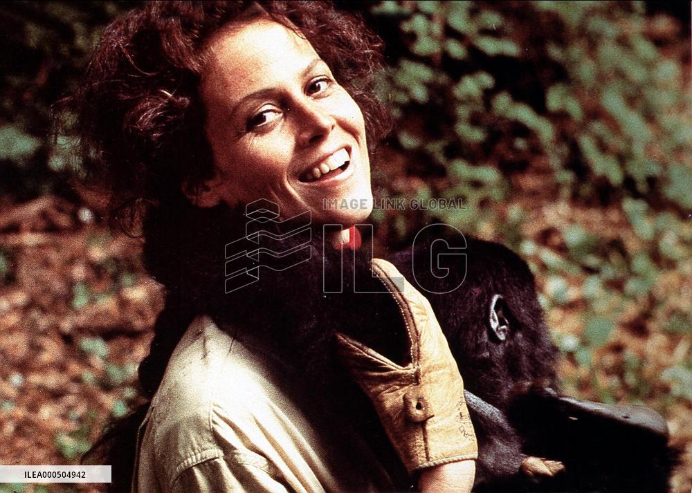 GORILLAS IN THE MIST