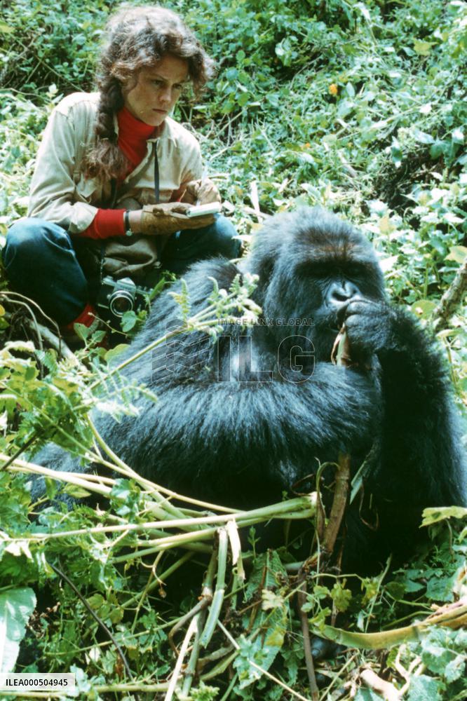 GORILLAS IN THE MIST