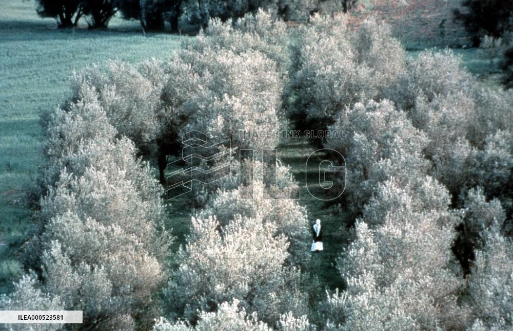 Zire darakhatan zeyton