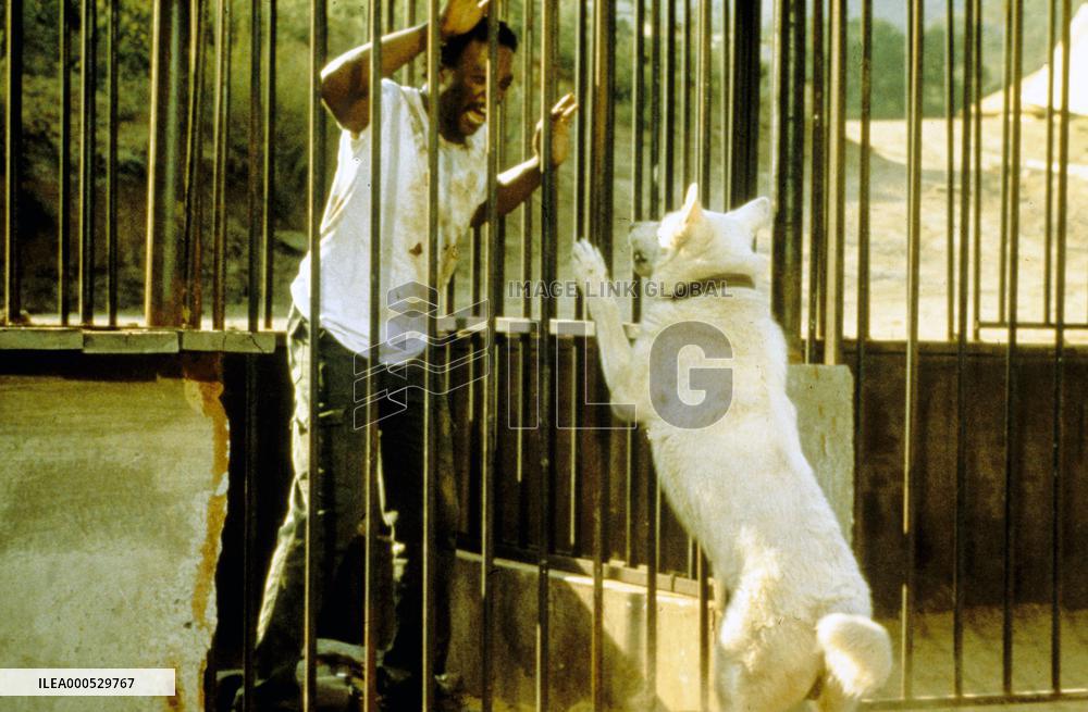 WHITE DOG (USA/1982) PAUL WINFIELD DIRECTOR: SAMUEL FULLER F
