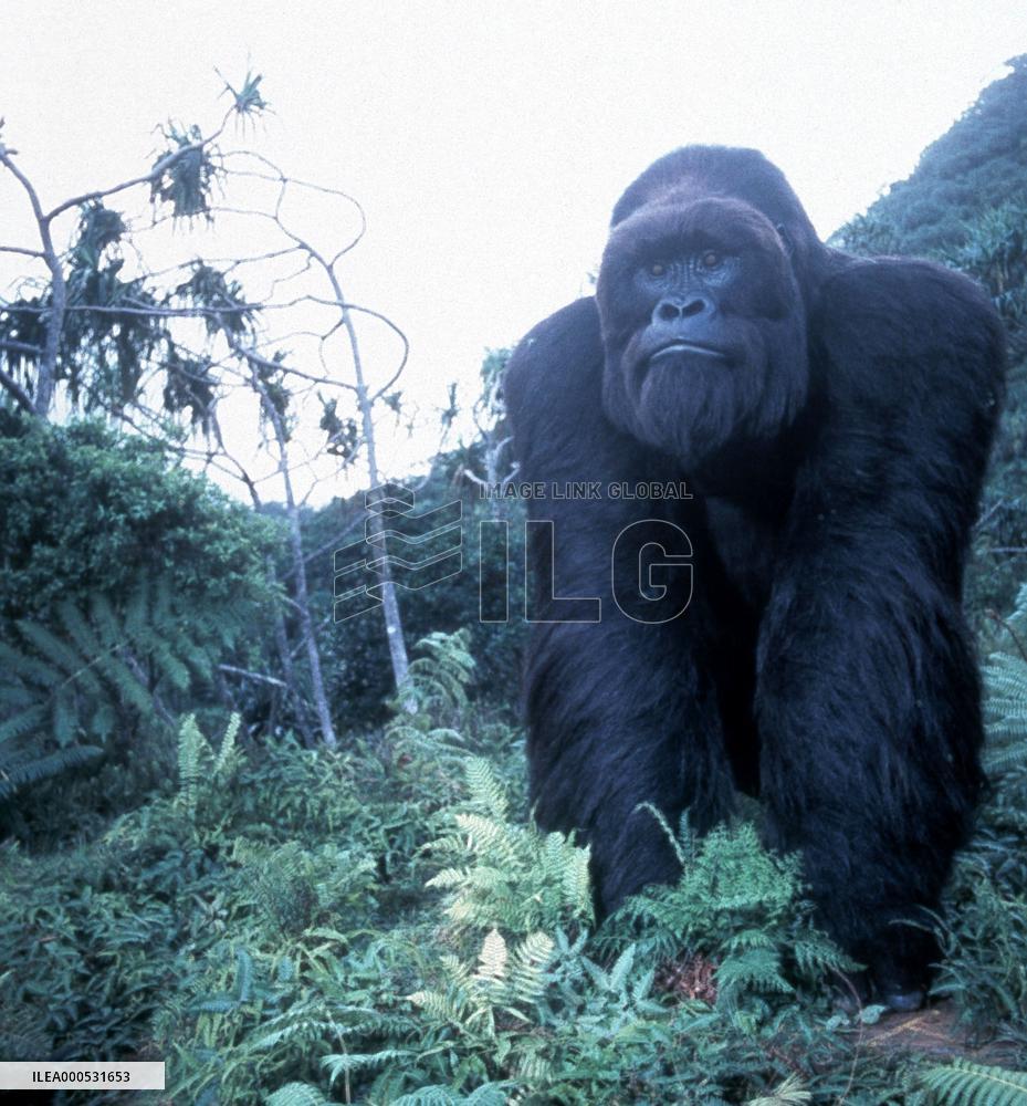 MIGHTY JOE YOUNG