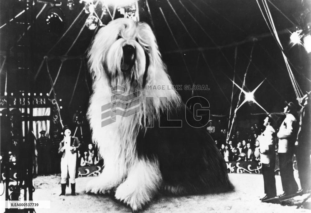 DIGBY, THE BIGGEST DOG IN THE WORLD