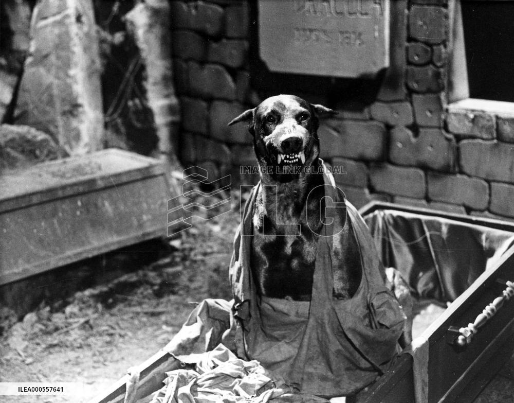 DRACULA'S DOG