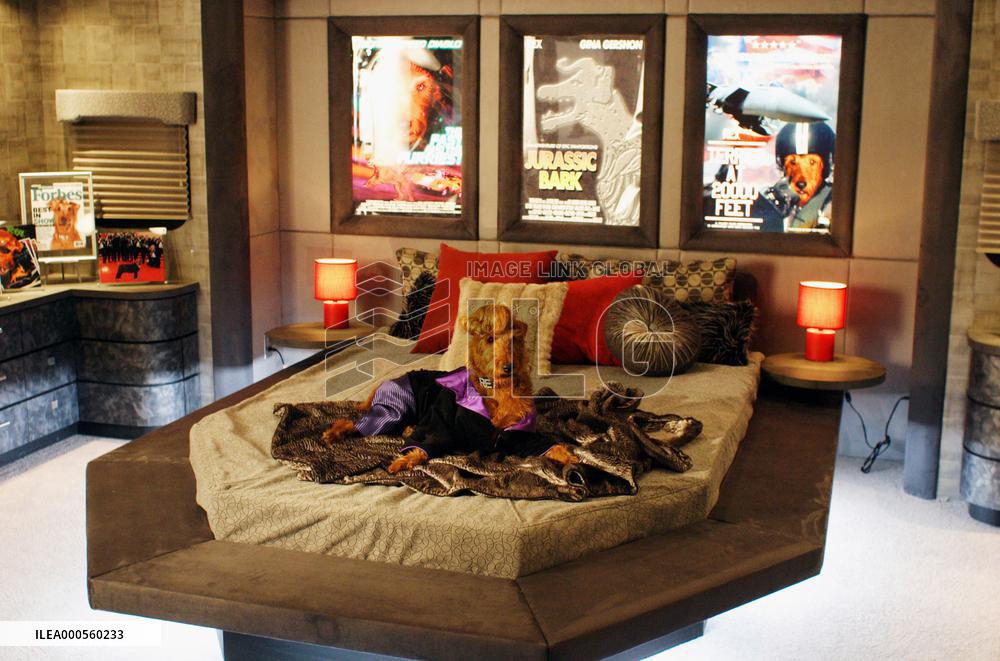 Box-office superstar Rex is Hollywood’s most pampered