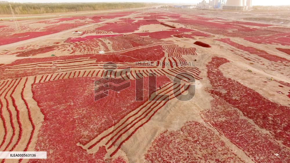 Video Drone Pepper Drying Field