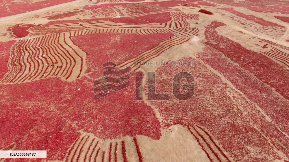 Video Drone Pepper Drying Field