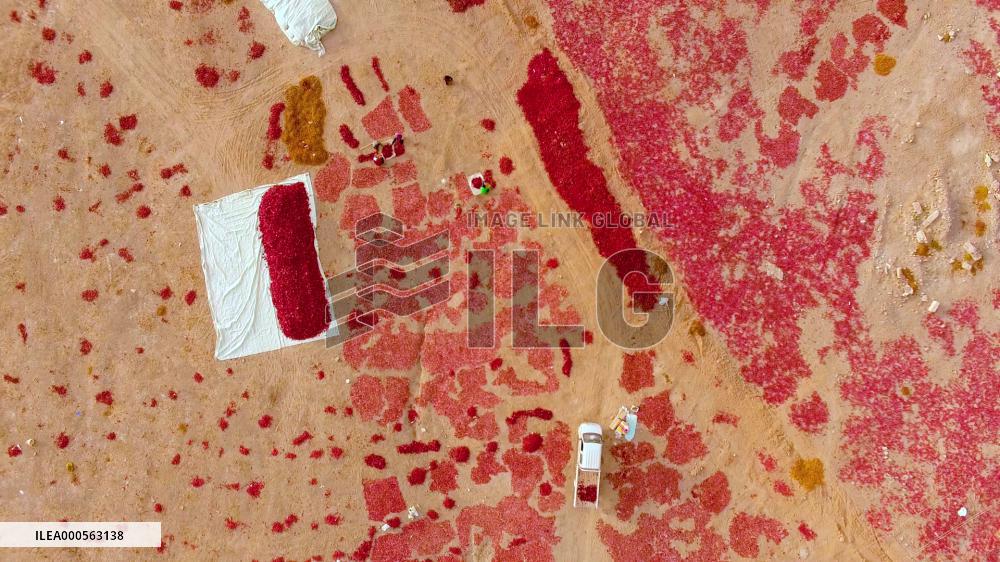 Video Drone Pepper Drying Field