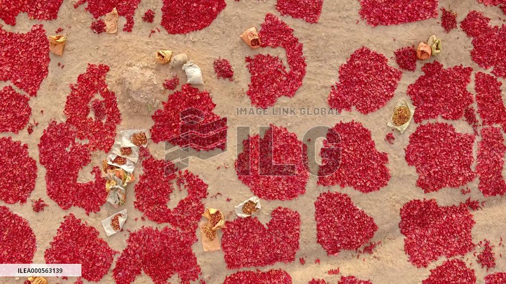 Video Drone Pepper Drying Field