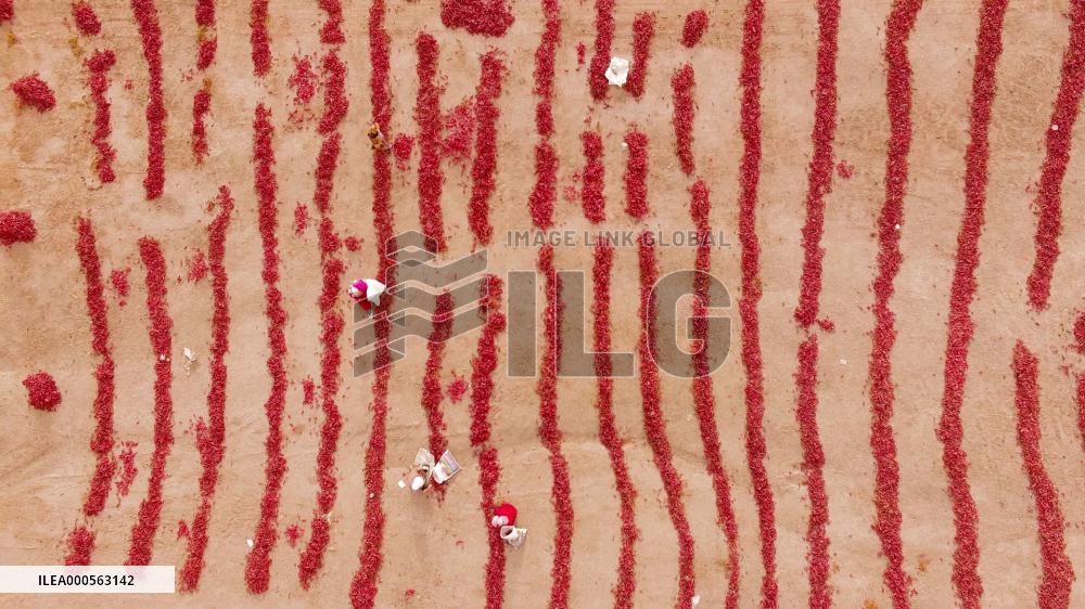 Video Drone Pepper Drying Field