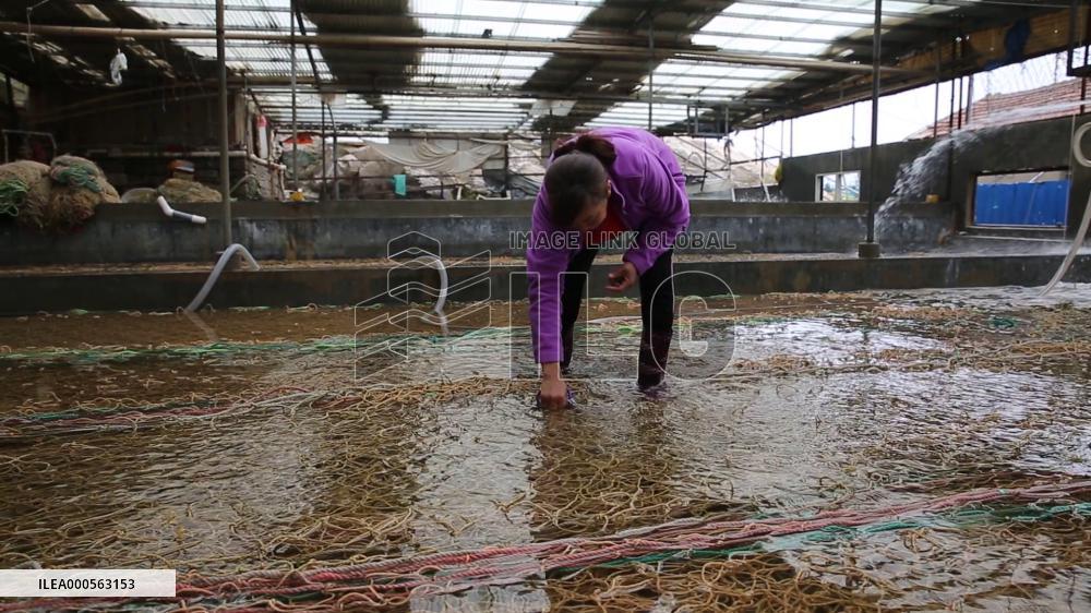Spotted Nori Picking Seedlings