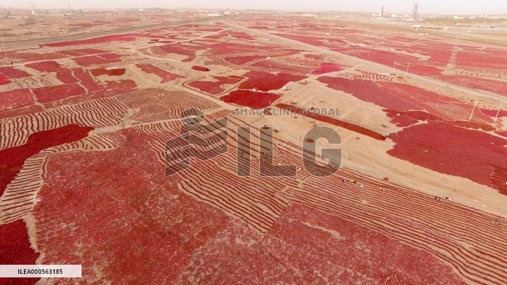 Video Drone Pepper Drying Field