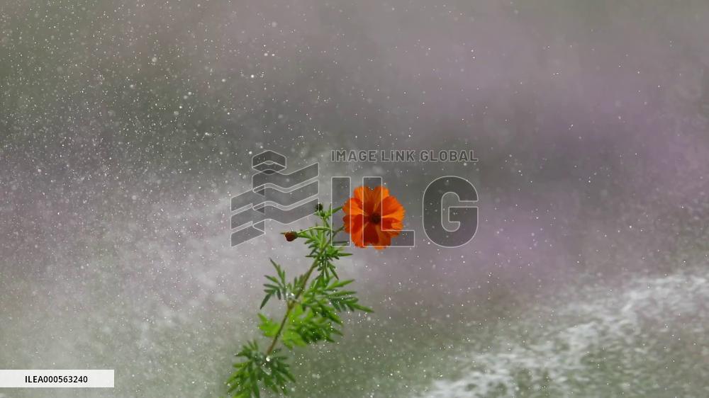 Gesang Flower in A Storm