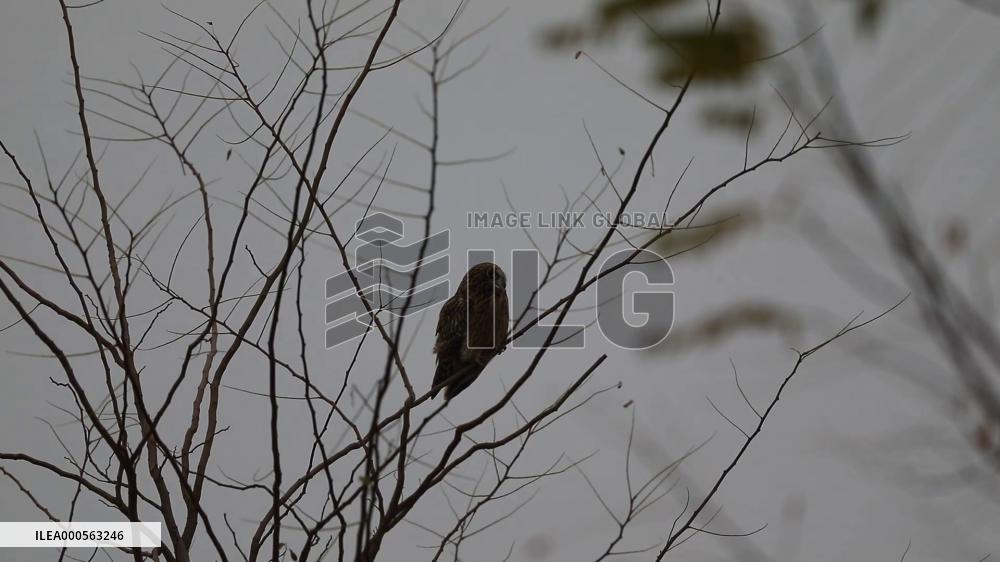 A Short-eared Owl In Winter