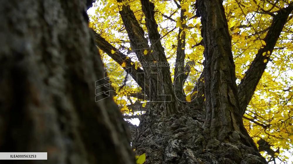 A 1,400-year-old Ginkgo Tree