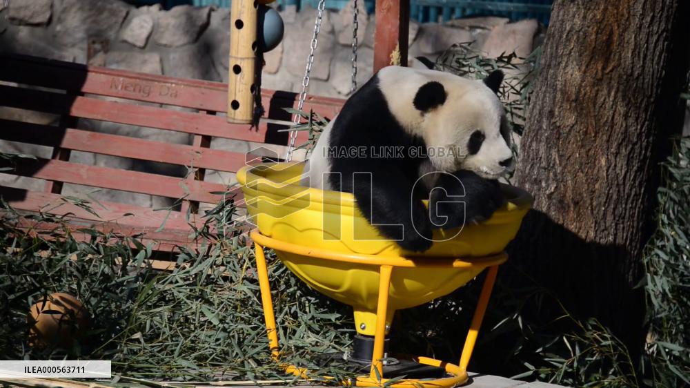 Panda Life