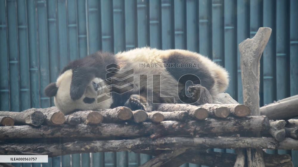 Panda Life