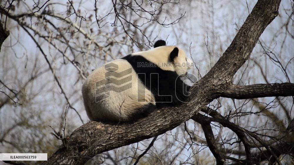 Panda Life