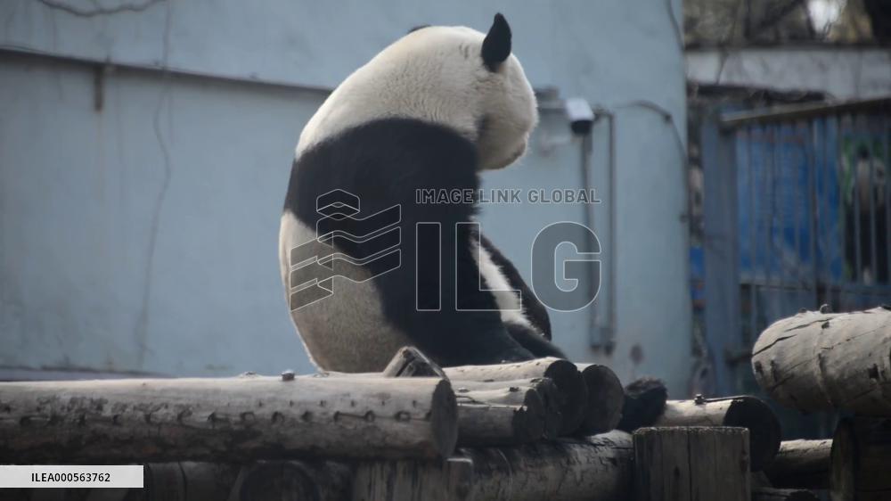 Panda Life