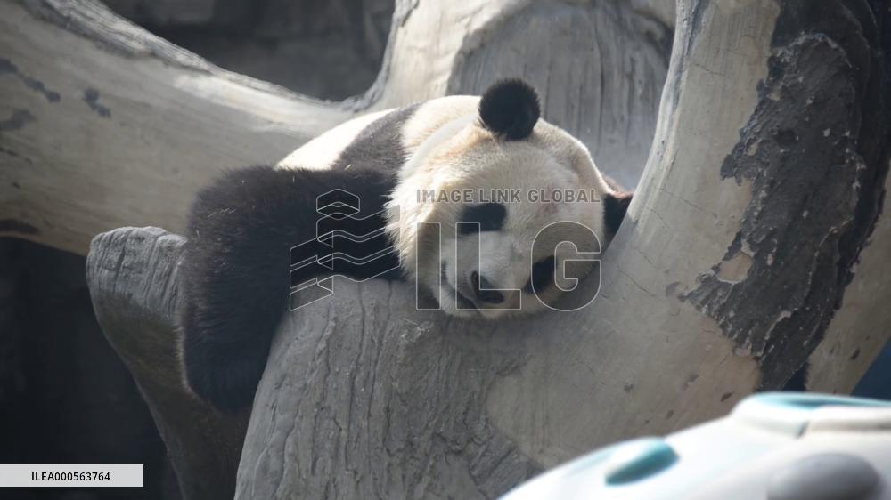Panda Life