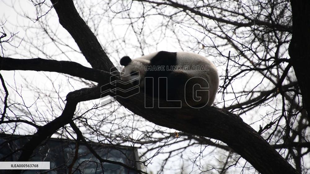 Panda Life