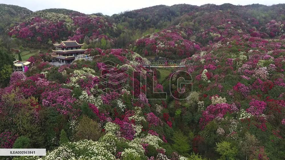 Azaleas in Bloom