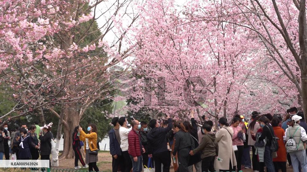 Spring Flowers