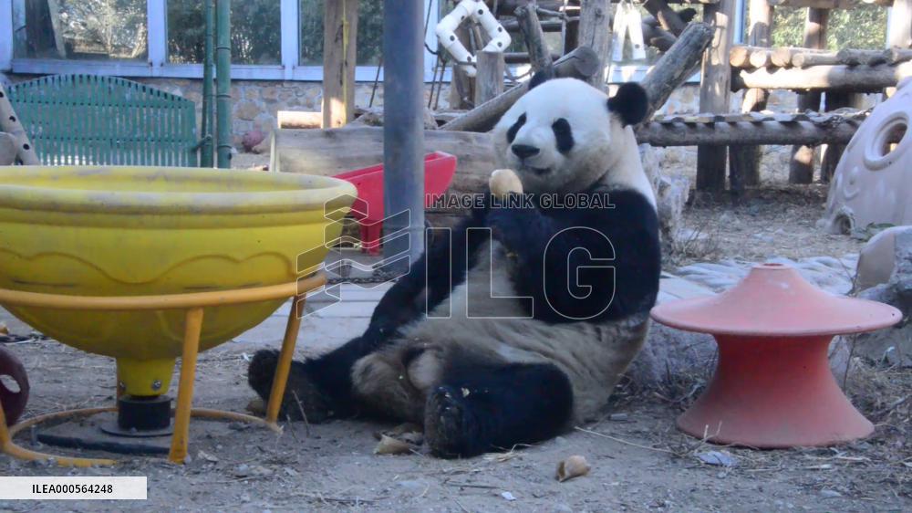 Panda Life