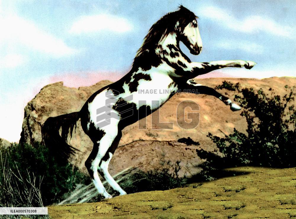 Thunderhoof  film (1948)