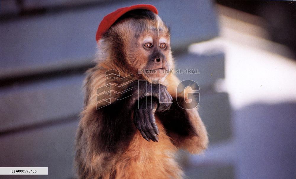 MONKEY TROUBLE (US/JAP 1994) FINSTER, as Dodger