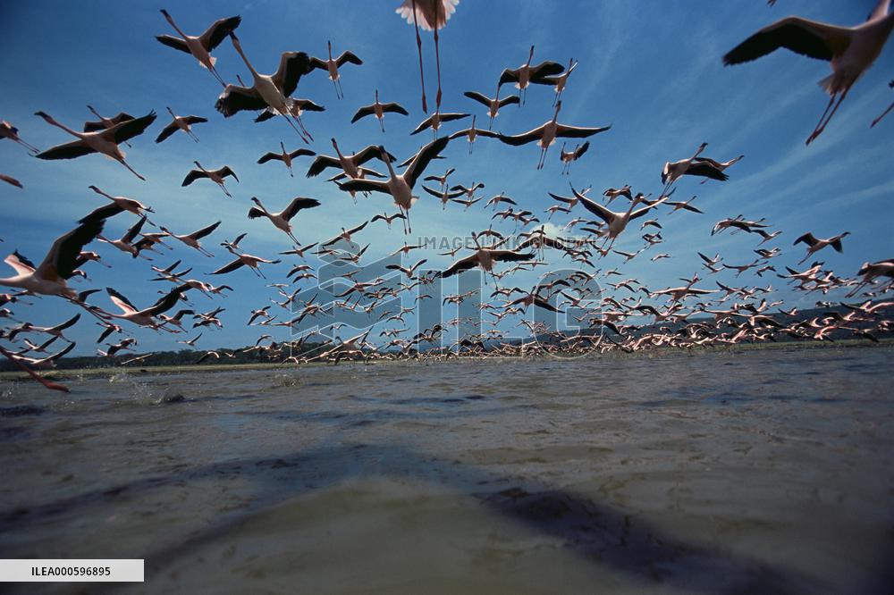 THE CRIMSON WING : MYSTERY OF THE FLAMINGOS aka THE CRIMSON