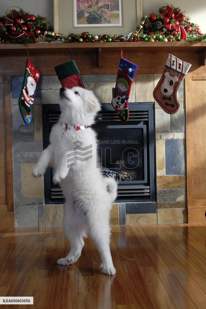 SANTA BUDDIES